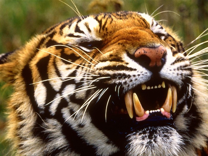 Foto Wallpaper Tigre (2) #20