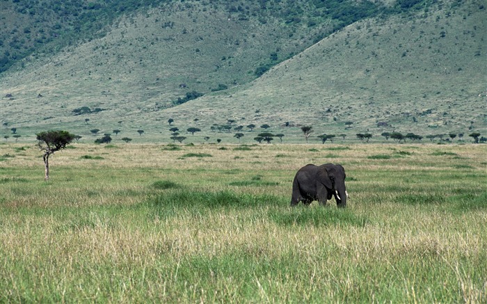 Widescreen animaux d'écran Collection (2) #11