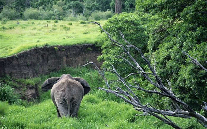 Widescreen animaux d'écran Collection (2) #12