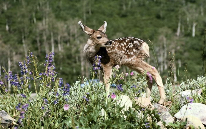 Widescreen animaux d'écran Collection (2) #19