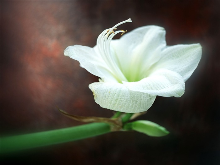 鮮花特寫(15) #7