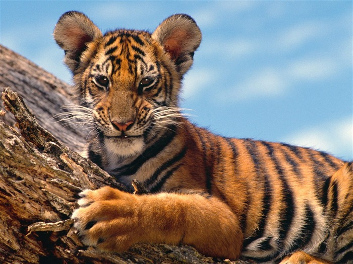 Foto Wallpaper Tigre (3) #1