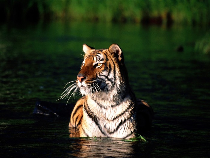 Foto Wallpaper Tigre (3) #3