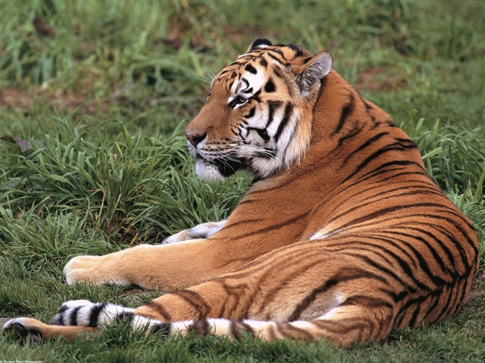 Foto Wallpaper Tigre (3) #7