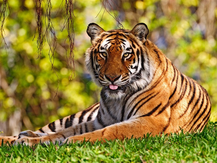 Tiger Foto tapety (3) #10
