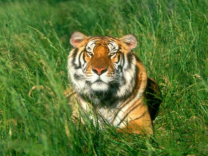 Fond d'écran Tiger Photo (3) #14