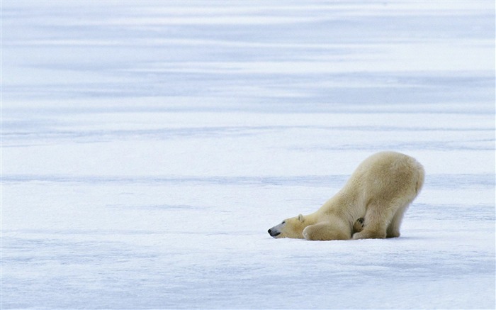 Polar Bear Foto Wallpaper #9