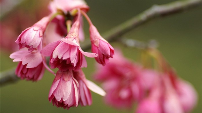 Rounds und Blumen Serie Tapete #6