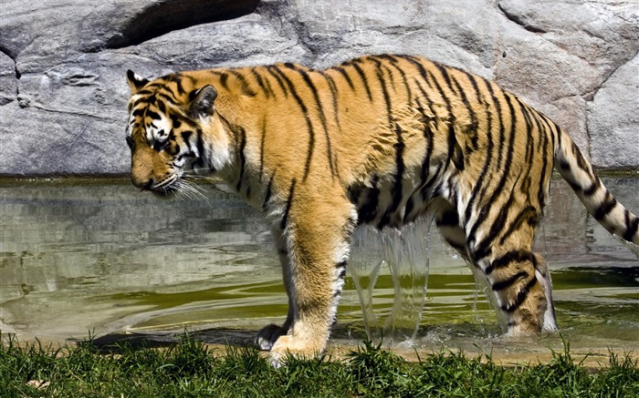 Tiger Foto tapety (4) #6