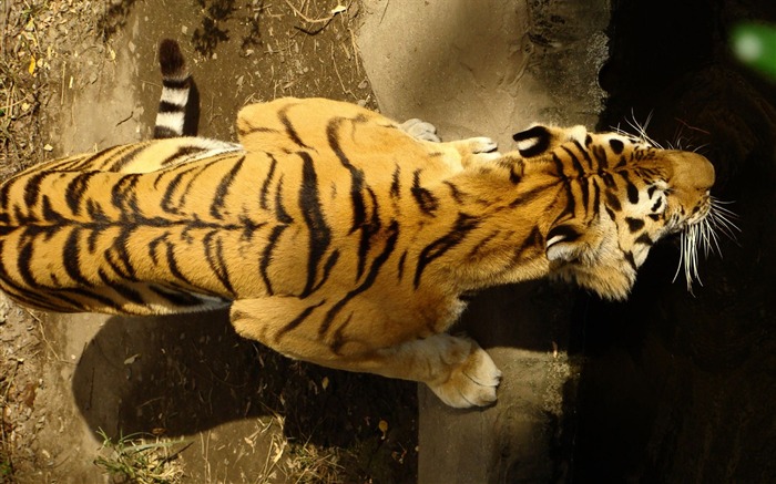 Tiger Foto tapety (4) #9