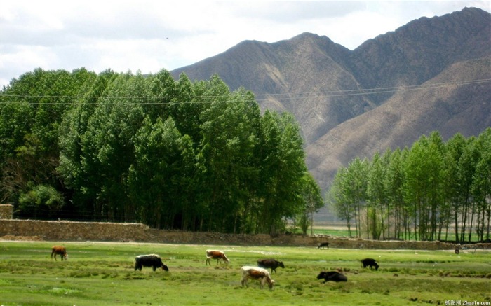 Fond d'écran paysage albums Tibet #13