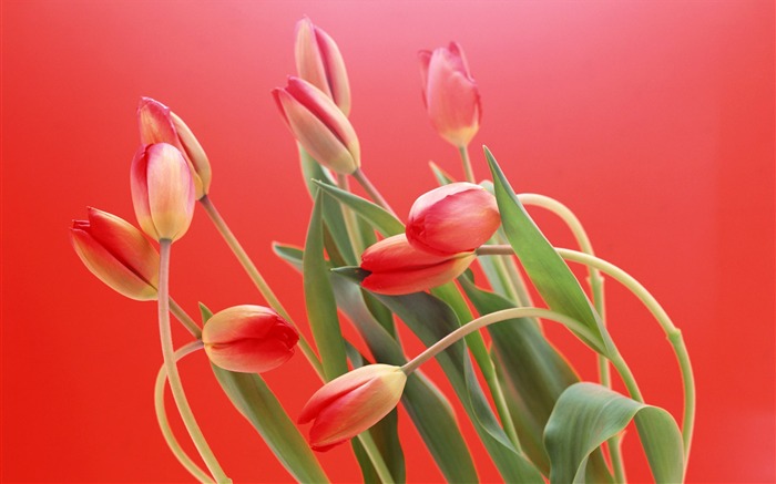 Fond d'écran Widescreen Tulip #4