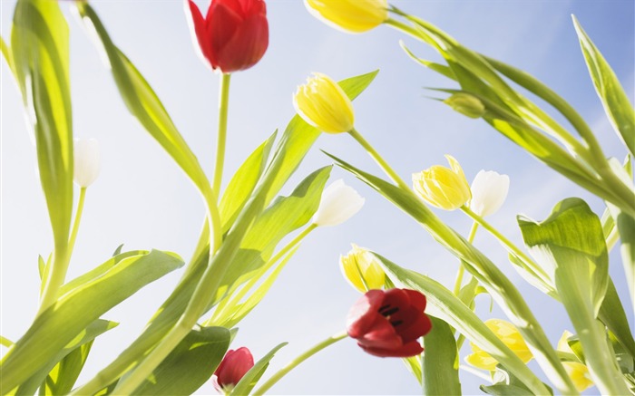 Fond d'écran Widescreen Tulip #7