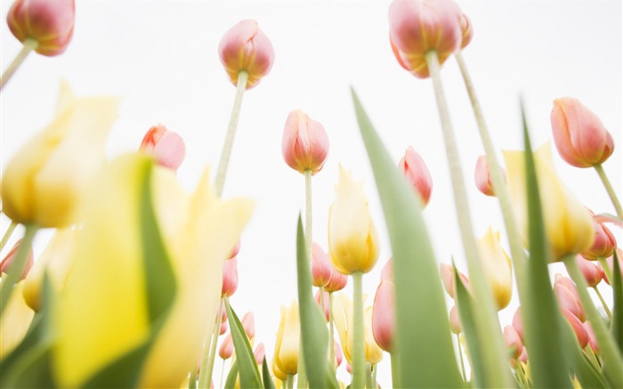 Fond d'écran Widescreen Tulip #8