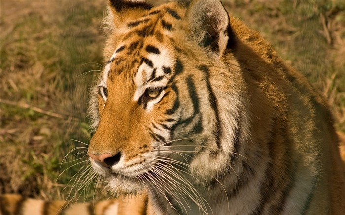 Fond d'écran Tiger Photo (5) #1