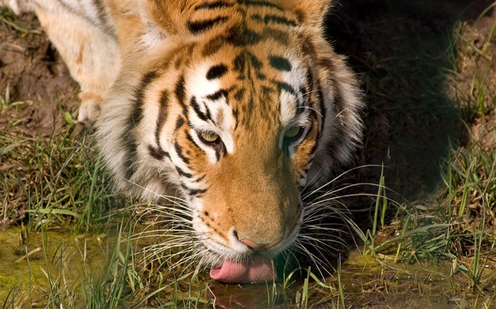 Foto Wallpaper Tigre (5) #11