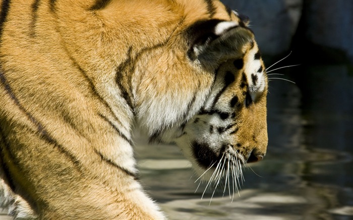 Tiger Photo Wallpaper (5) #17