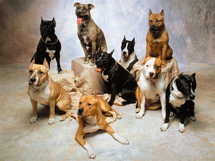  1600犬の写真の壁紙(3) #12