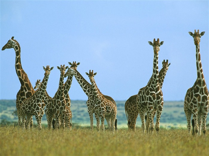 albums wallpaper Girafe #14