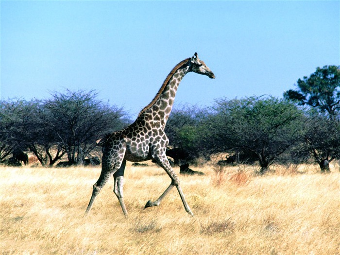 Giraffe Wallpaper Alben #22