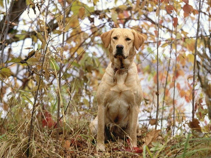 1600 fonds d'écran photo de chien (4) #9