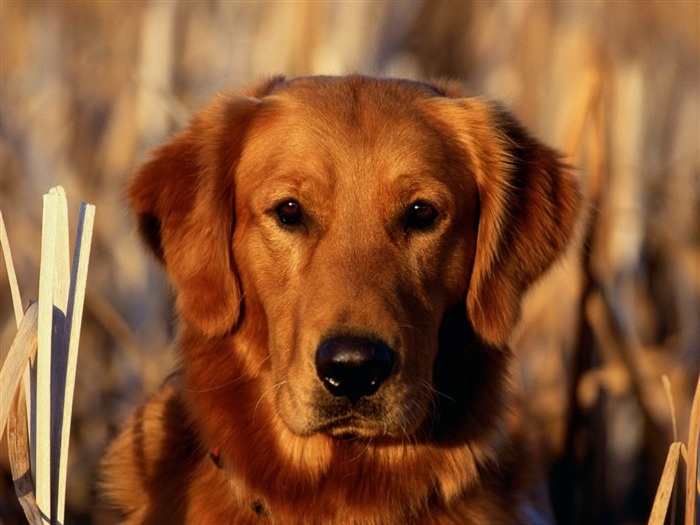 1600 fondos de escritorio de la foto del perro (4) #14