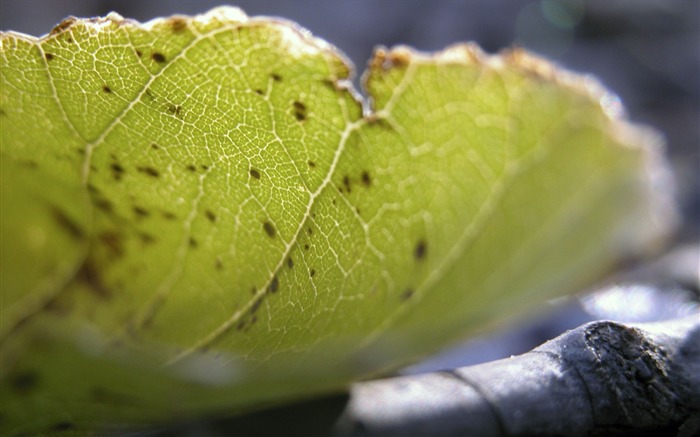 Foreign photography green leaf wallpaper (1) #2