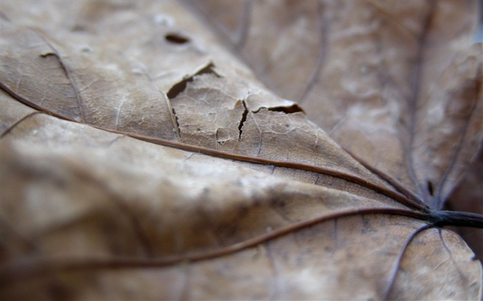 Foreign photography green leaf wallpaper (1) #5