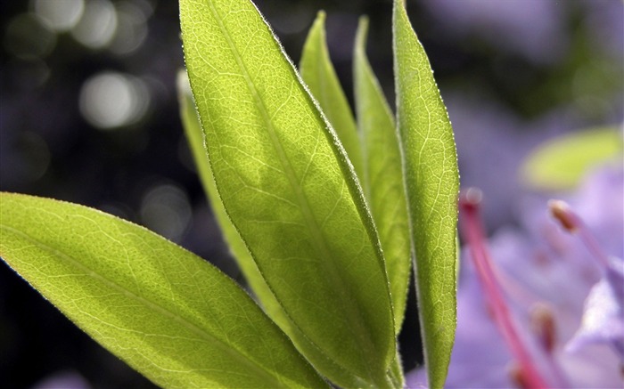 Foreign photography green leaf wallpaper (1) #8