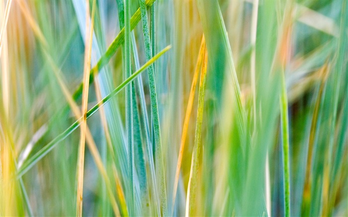 Étrangères papier peint feuille photographie vert (1) #11