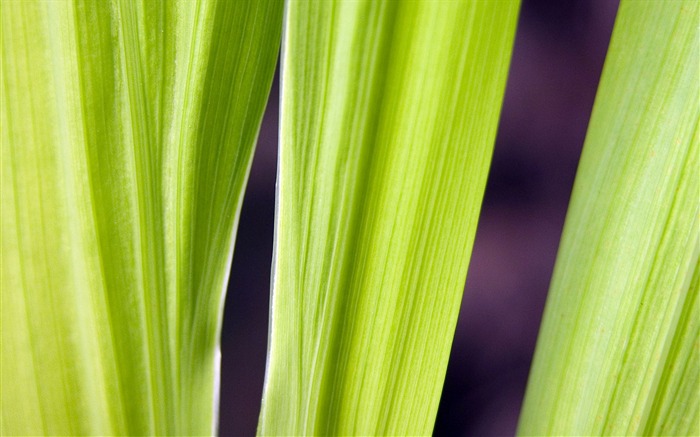 Étrangères papier peint feuille photographie vert (1) #15