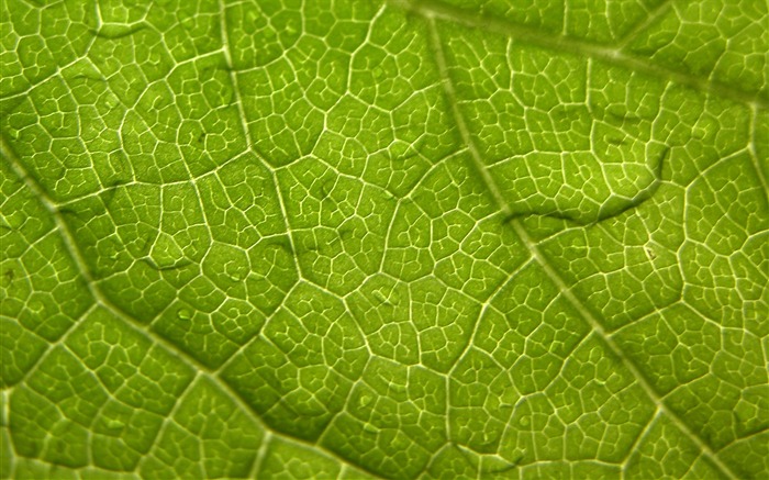 Foreign photography green leaf wallpaper (1) #16
