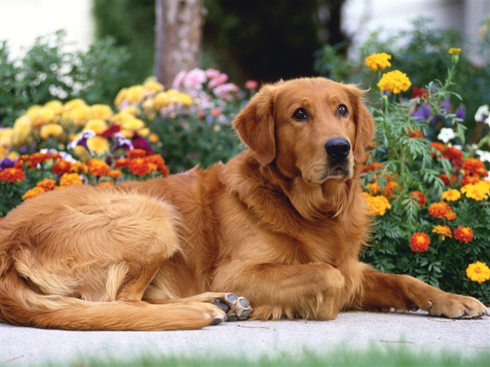 1600犬の写真の壁紙(5) #1