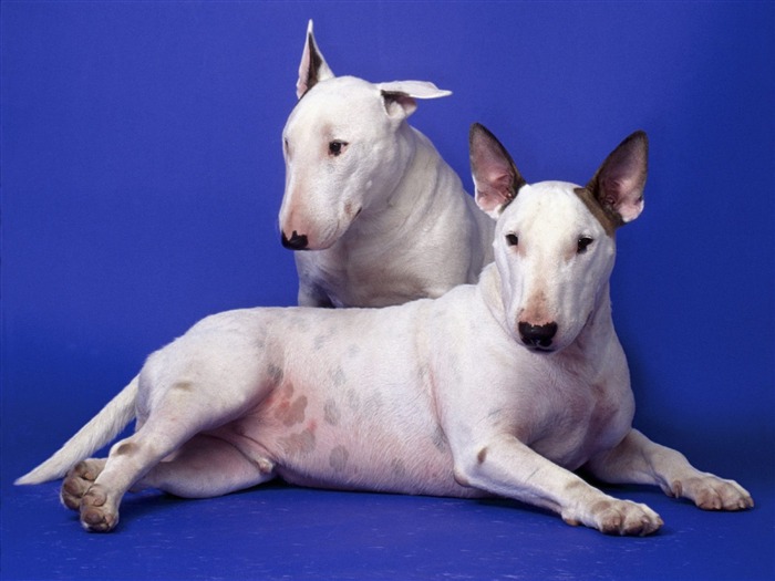 1600犬の写真の壁紙(5) #15