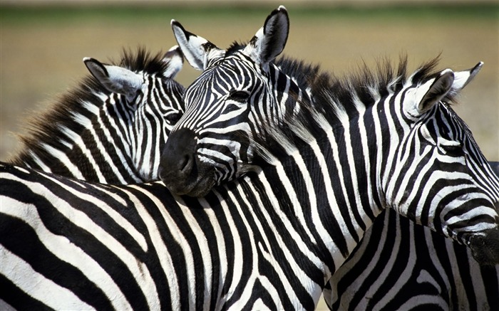 Zebra Foto Wallpaper #2