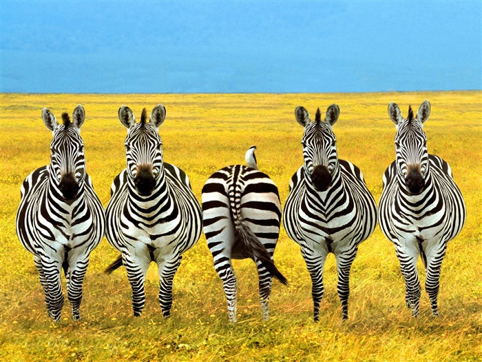 Zebra Foto Wallpaper #16