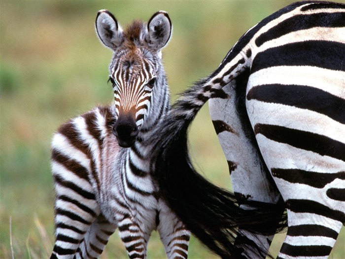 Fond d'écran photo Zebra #22