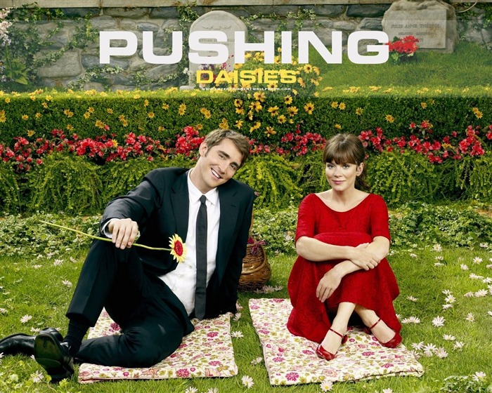 Pushing Daisies fond d'écran #4