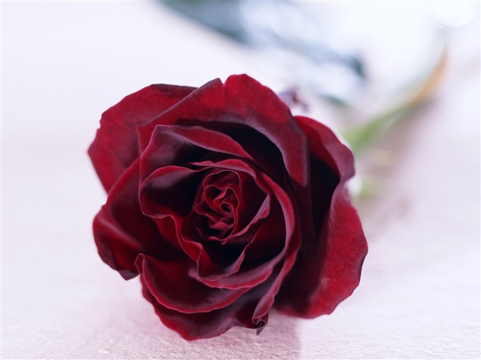 鮮花特寫(21) #19