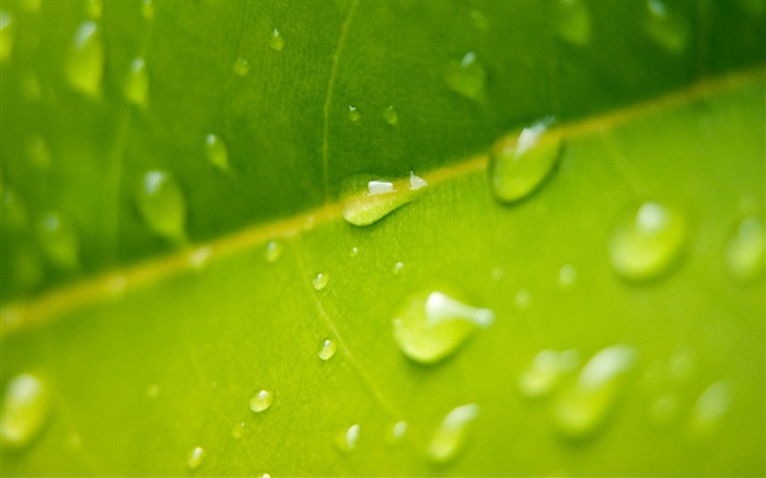 Étrangères papier peint feuille photographie vert (2) #3