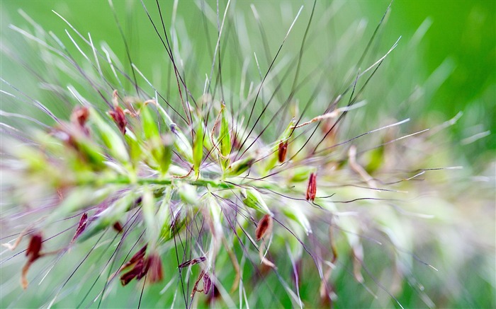 fotografía de fondo de pantalla de Relaciones Exteriores de la hoja verde (2) #7