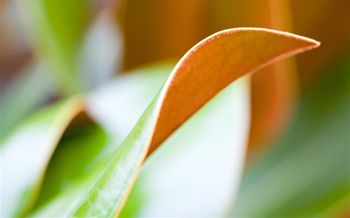 Étrangères papier peint feuille photographie vert (2) #11