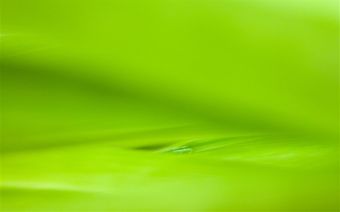 Foreign photography green leaf wallpaper (2) #15