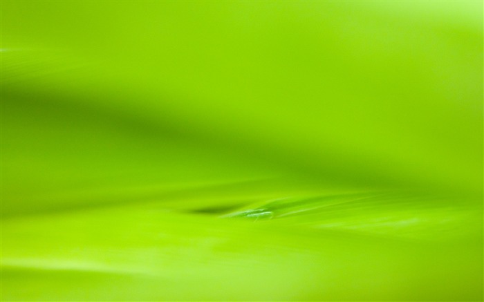 Étrangères papier peint feuille photographie vert (2) #15