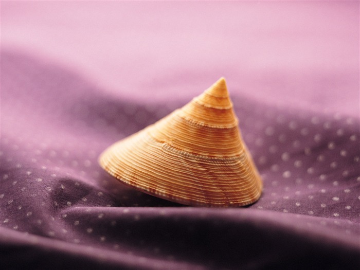 Conch Shell Tapete Album (1) #16