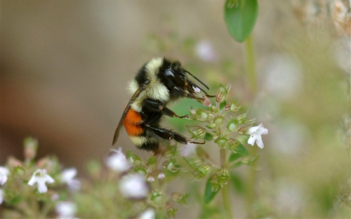 Amor Abeja Flor fondo de pantalla (3) #5