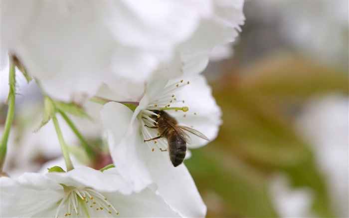 Love Bee Flower wallpaper (3) #10