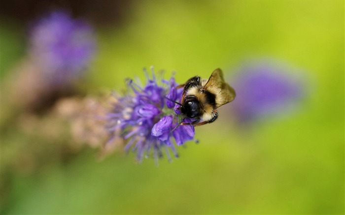 Amor Abeja Flor fondo de pantalla (3) #12