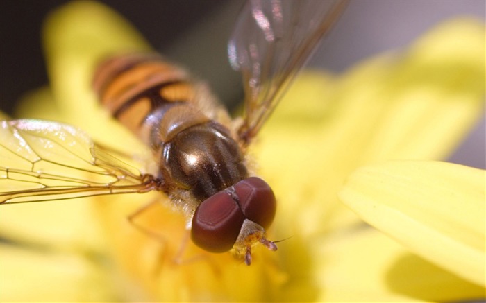 Amor Abeja Flor fondo de pantalla (3) #14