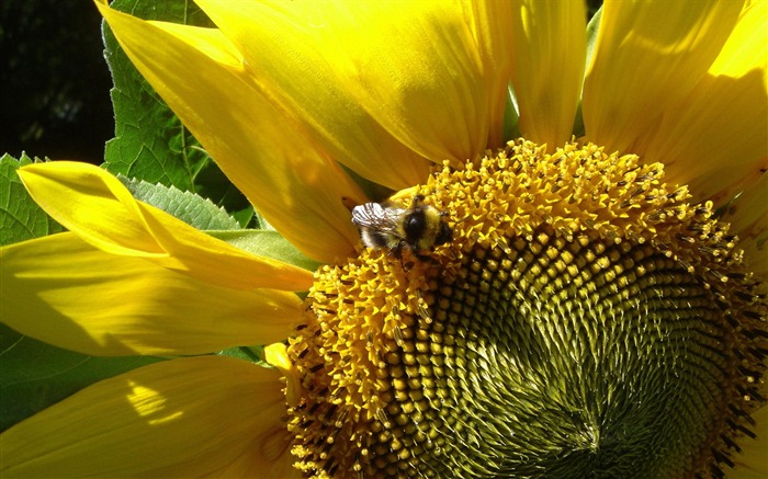 Amor Abeja Flor fondo de pantalla (3) #17